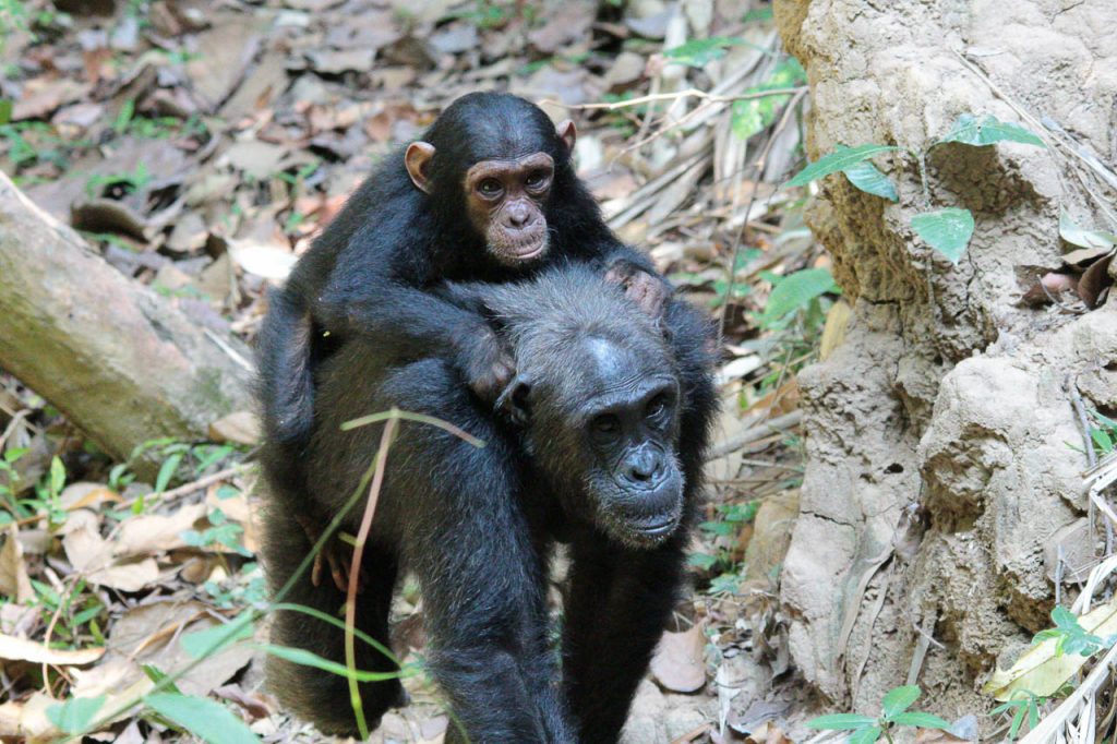 lopende chimpansee moeder met een puber chimpansee op de rug in de jungle van Mahale mountains tanzania