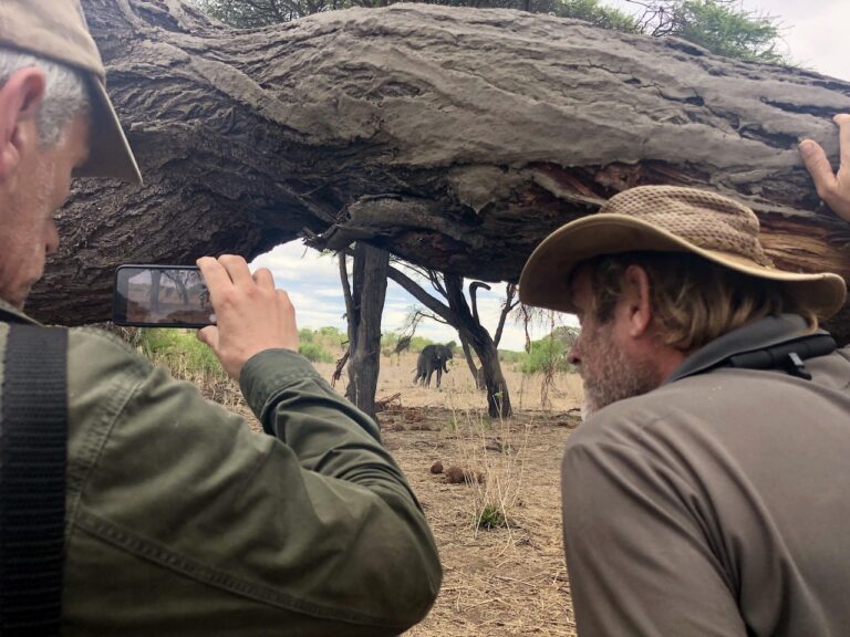 twee mannen vanachter een boom kijkend naar de olifanten tijdens een wandeling in ruaha met molly