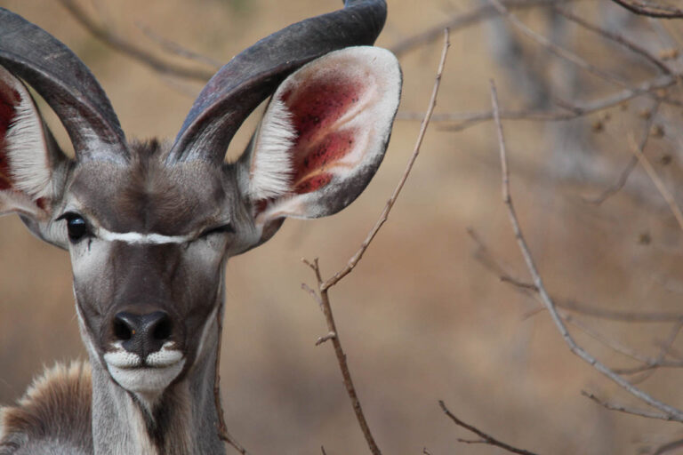 close up van het hoofd van een knipogende kudu ruaha tanzania