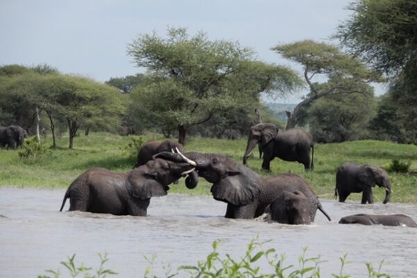 olifanten in en rond het water twee mannetjes vechtenen staan met de voorhoofden tegen elkaar aan in ruaha national park tanzania