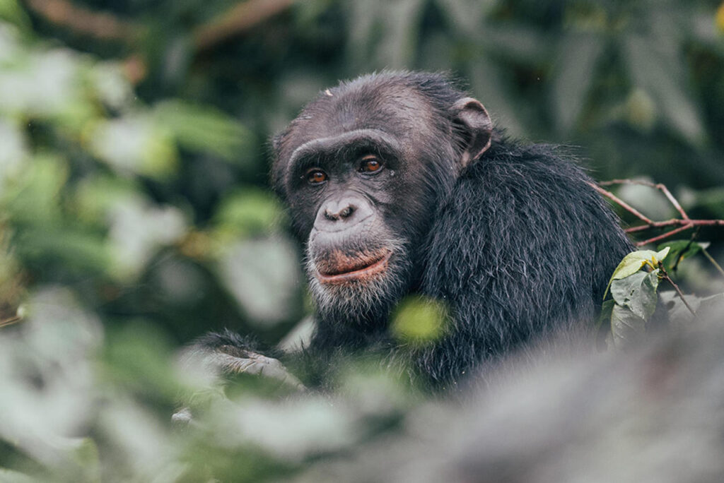 chimpansee kijkend naar de camera tussen de bosjes op Rubondo Island Camp tanzania