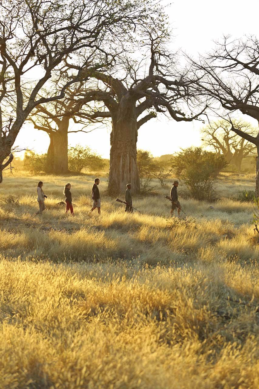 Activiteiten Tanzania wandelsafari. Drie mensen op een rij met een gids en ranger met geweer wandelend door het goudgele gras in Ruaha National Park Tanzania. Kichaka lodge