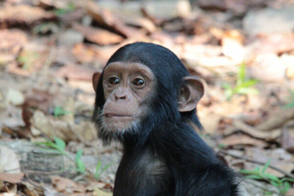 close up van opkijken jonge chimpansee met z'n tongetje net uit z'n bek mahale tanzania