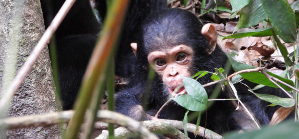 schattig kleine chimpansee tussen de struiken in Mahale Tanzania chimpansee trekking