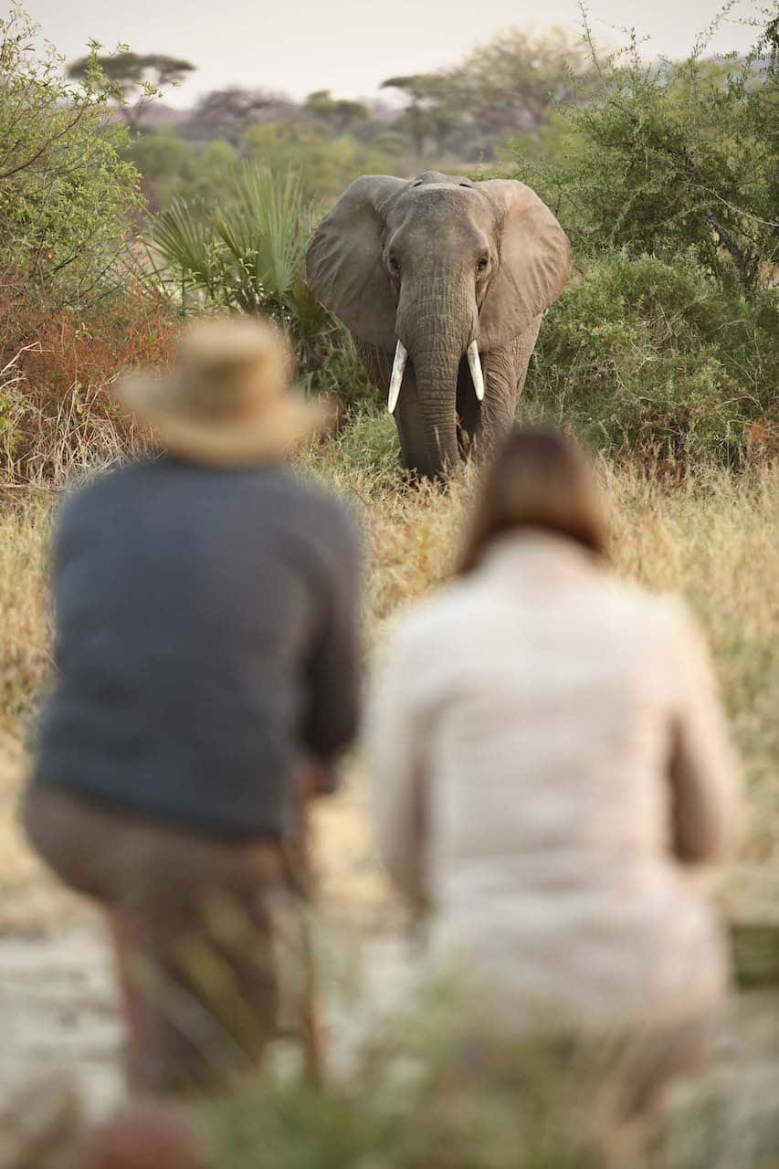 twee personen op hun hurken kijkend naar een olifant die heel dichtbij is tijdens een wandelsafari in Ruaha tanzania