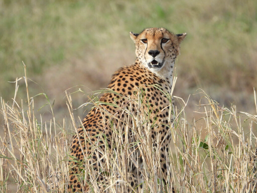 cheetah zittend in het hoge gras onze kant op kijkend serengeti tanzania