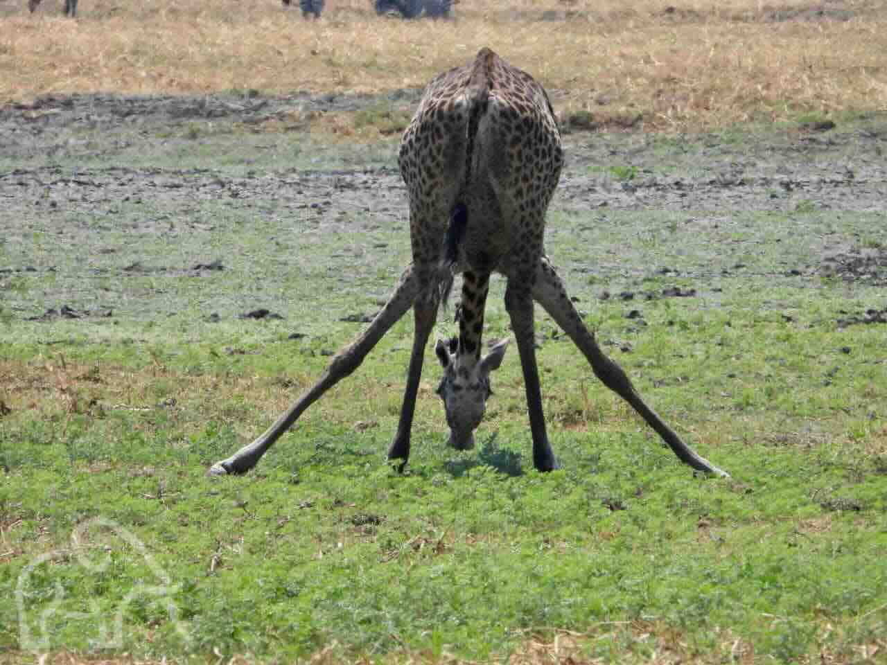 dinkende giraf van achteren met zijnn voorpoten gespreid en de kop in het midden naar beneden precies tussen de voor en achterpoten door grappig tanzania
