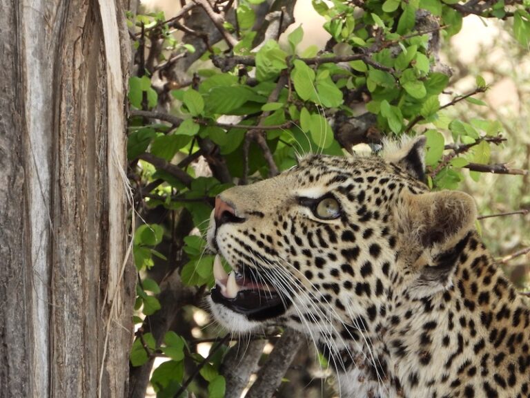 luipaard op kijkend bij een boom klaar om de boom in te springen