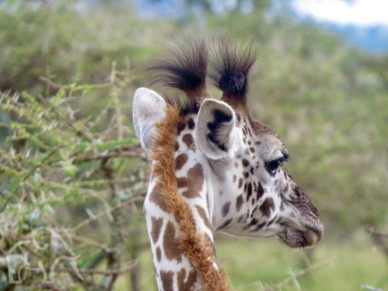 close up van een giraffe hoofd met twee grappige haarpluimpjes op zijn hoofd
