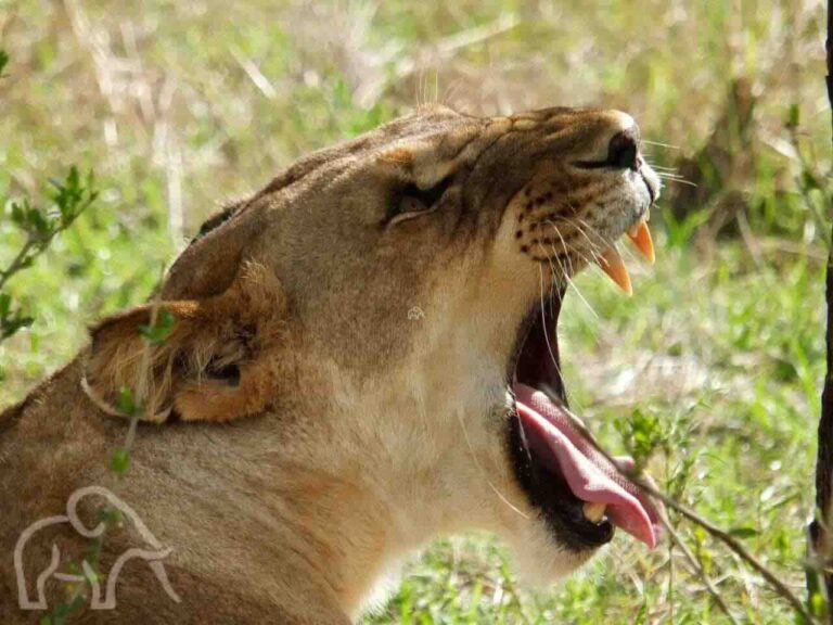 close up van de zijkanf van leeuwin met open bek tong uit de mond en grimmig kijkend