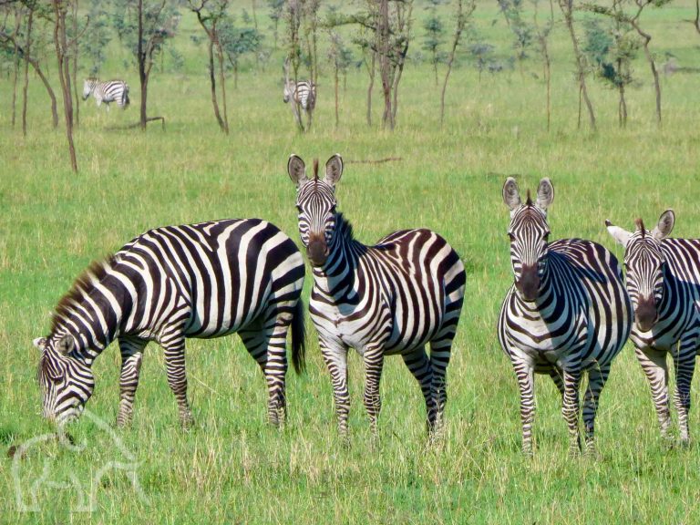 vier zebra's waarvan een grazend de rest ons aankijkend burigi chato tanzania