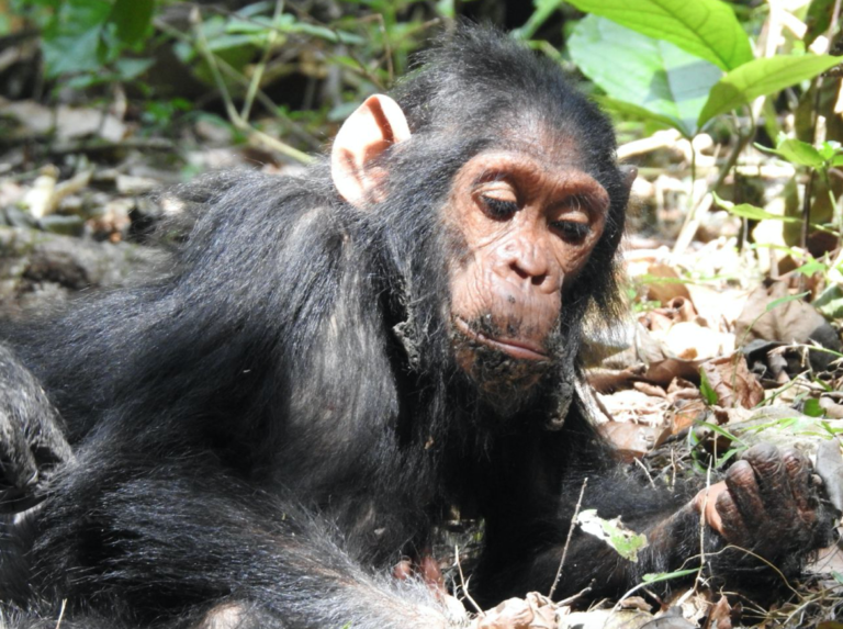 jonge chimpansee op de grond kijkend naar zijn hand in Gombe Jane Goodall chimpansee trekking