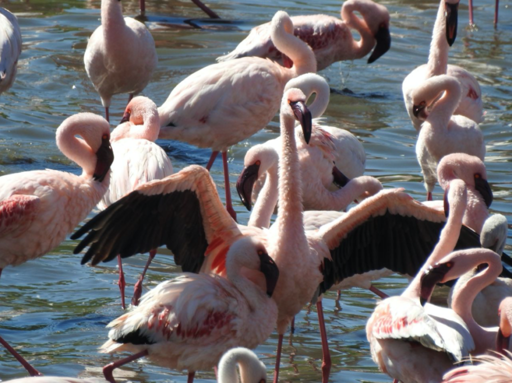 grote groep roze flamingo's waarvan een zijn vleugels heeft uitgespreid