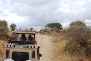 Safari tanzania rondreizen ter inspiratie. op gamedrive. safari auto met open dak en twee mensen met camera's kijken naar een groep zebra's en wildebreast die de weg oversteken