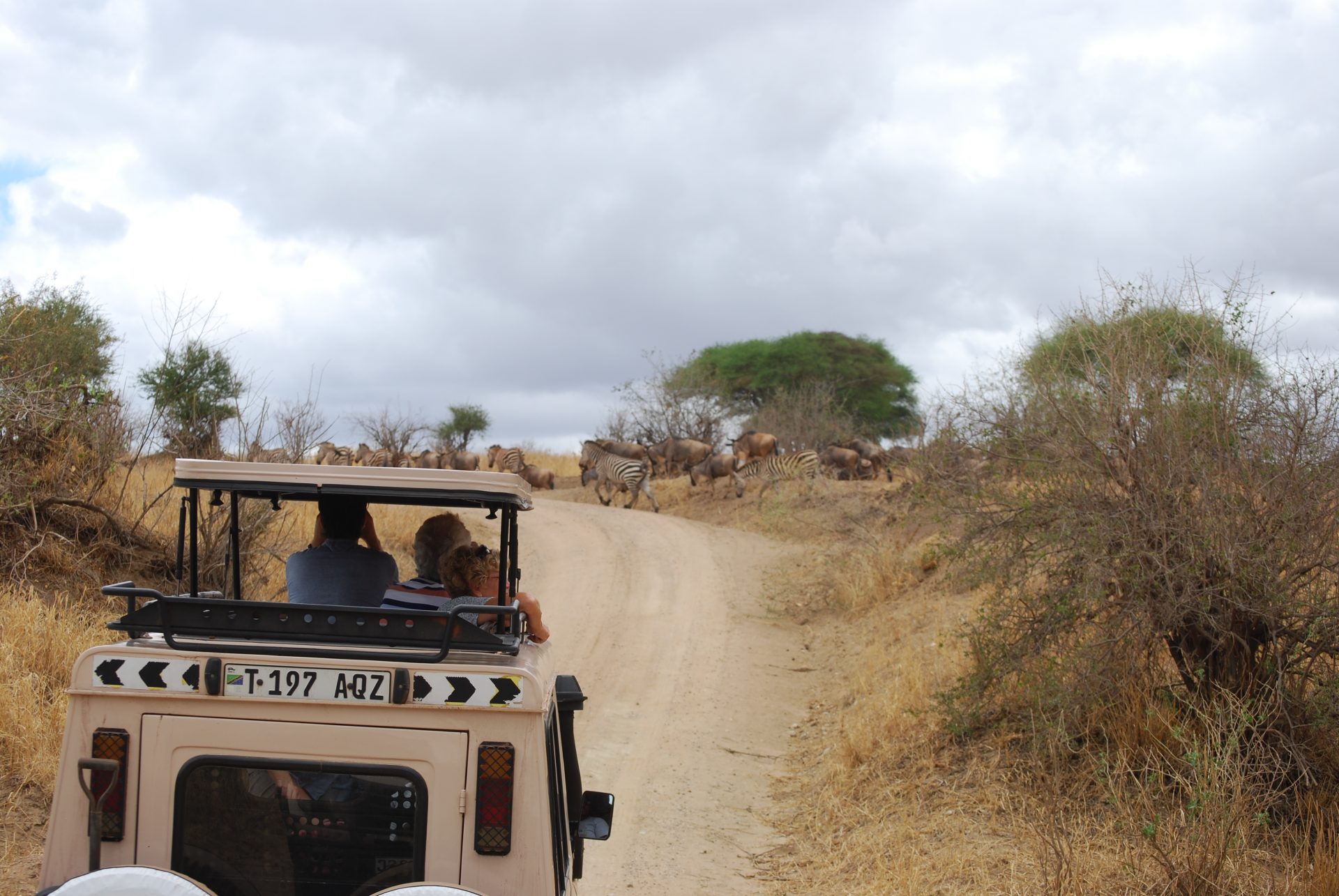 safari auto met open dak en twee mensen met camera's kijken naar een groep zebra's en wildebreast die de weg oversteken
