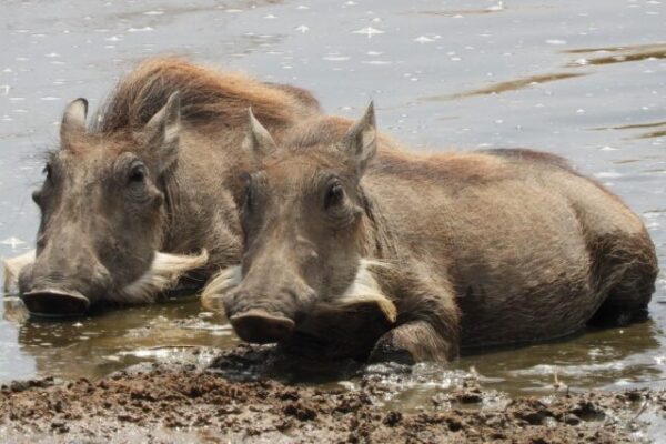twee wrattenzwijnen van dichtbij badderend in de modder