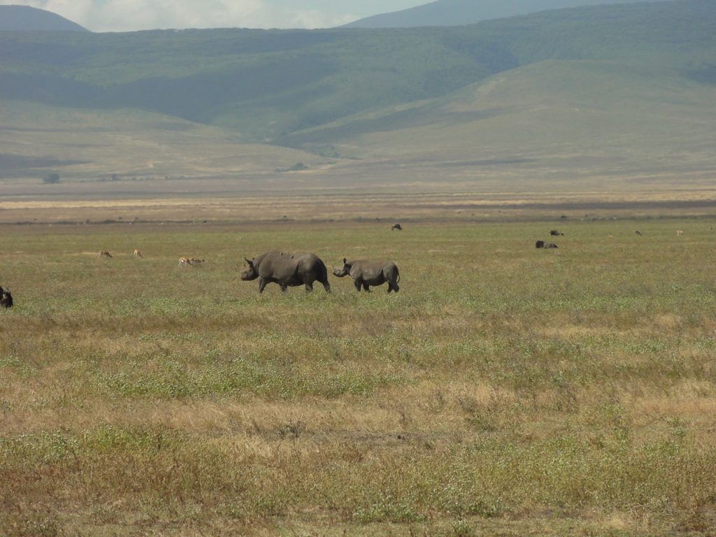 Een grote en kleine neushoorn in de Ngorongoro krater