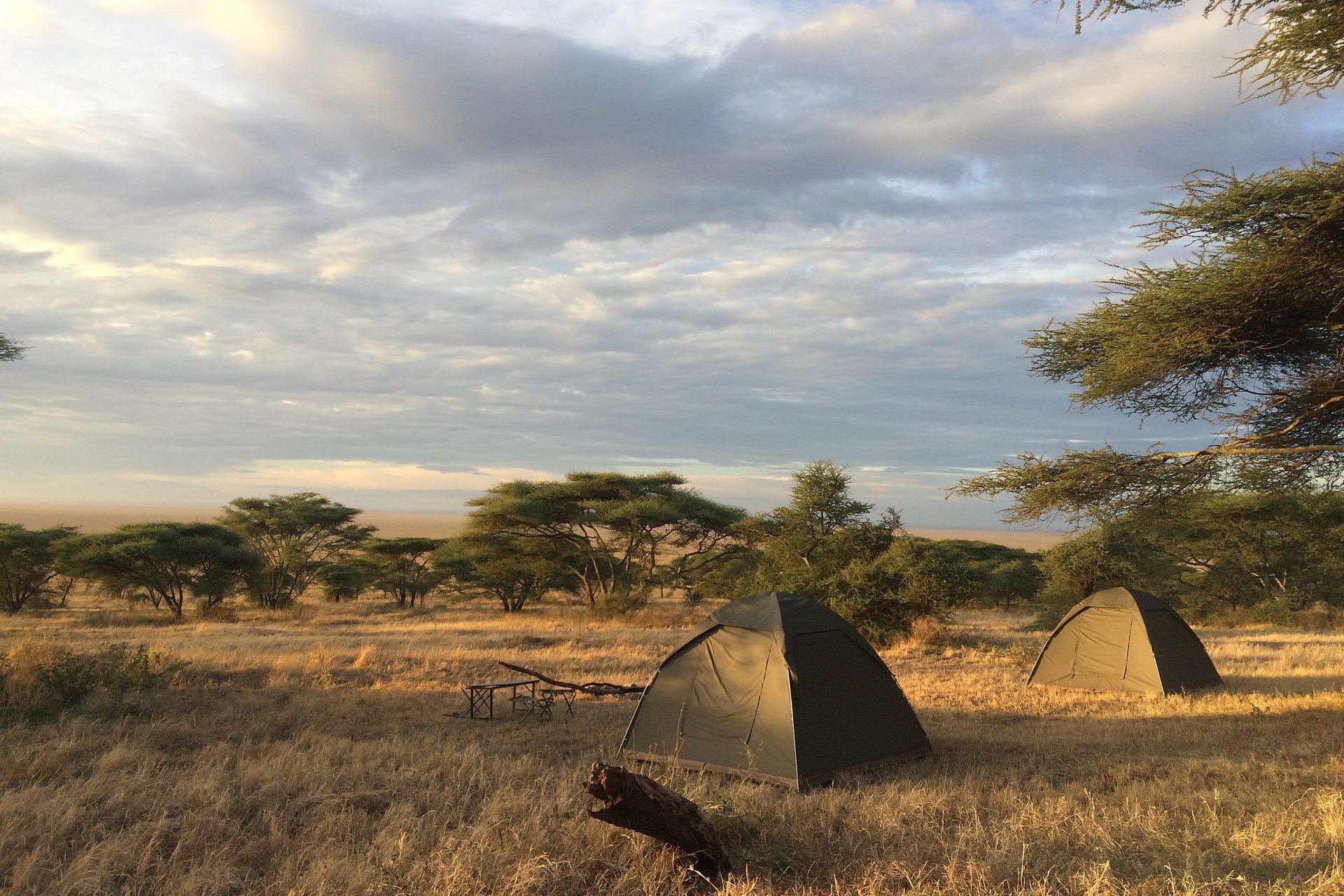 Tentje op de campsite met een geweldig uitzicht over de serengeti met zijn speciale vlaktes en acaciabomen