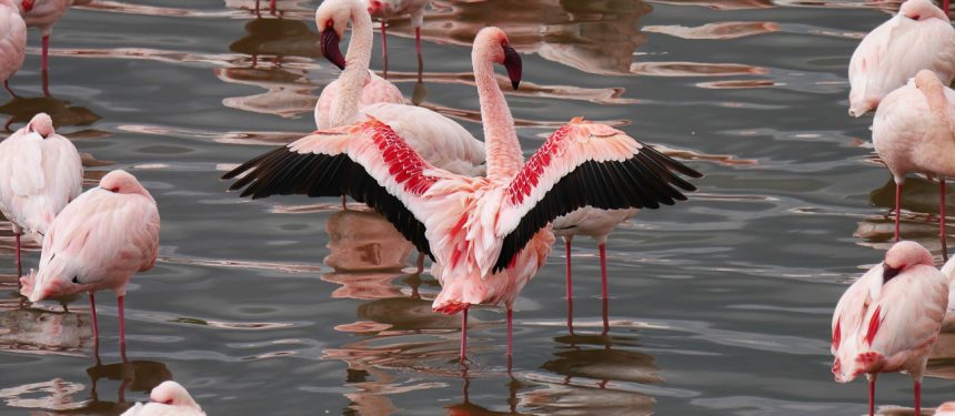 groepje flamingo's in het water bij lake manyara tanzania