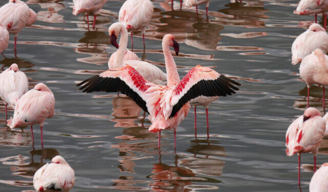 groepje flamingo's in het water bij lake manyara tanzania
