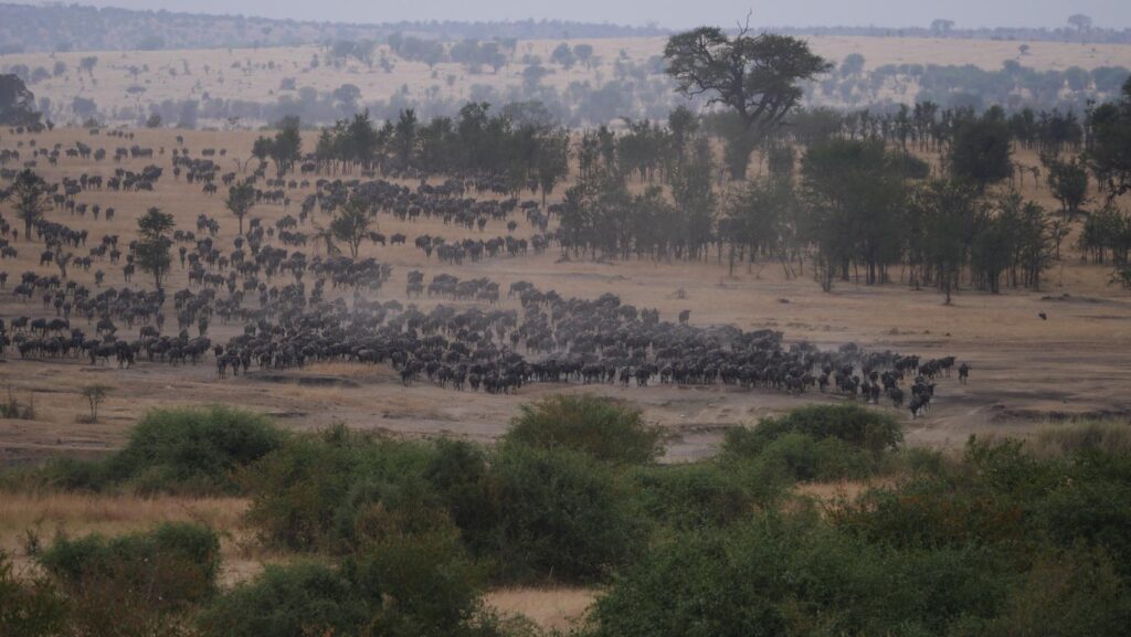 Ontelbaar veel gnoes op de Serengeti