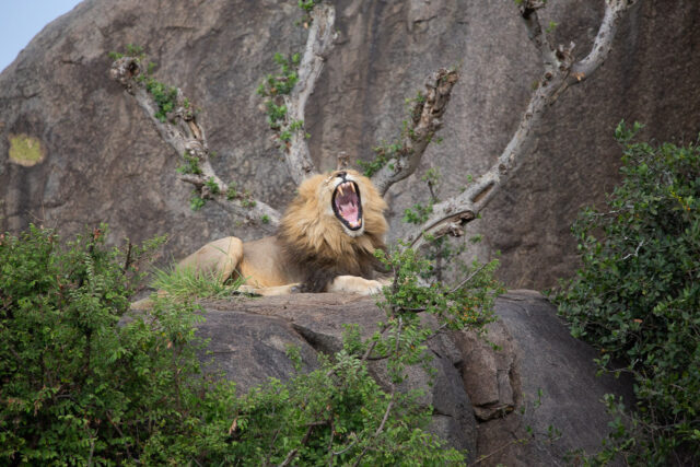 gapende mannetjes leeuw met grote hoogstanden op en tussen de kopjes van de serengeti tanzania