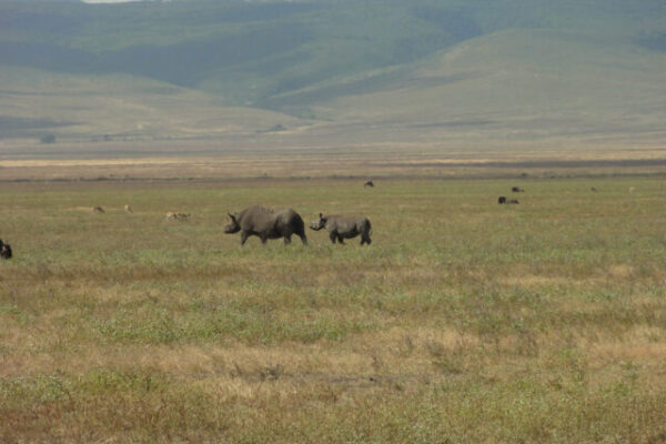 Een grote en kleine neushoorn in de Ngorongoro krater