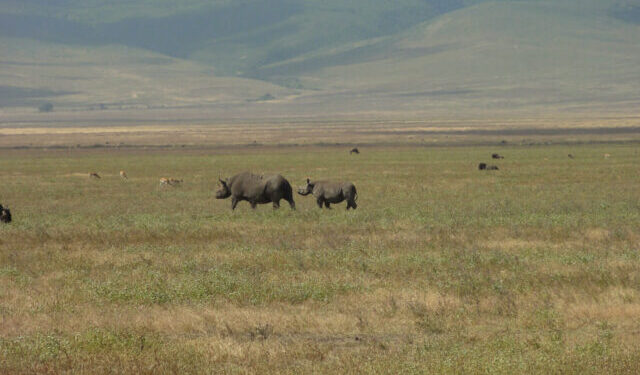 Een grote en kleine neushoorn in de Ngorongoro krater