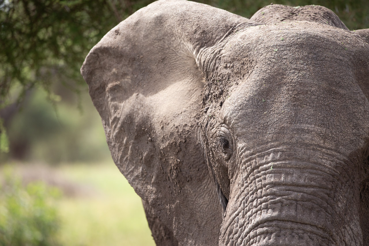 gezicht van olifant ingezoomd aan een kant met modder op zijn oor