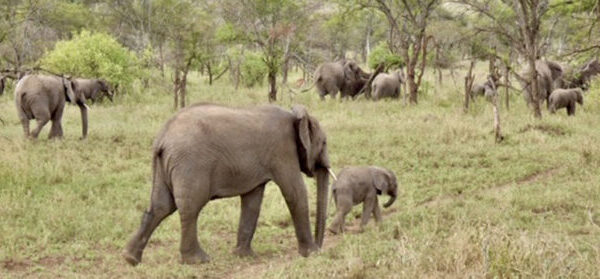 Etende grote groep olifanten met kleintjes in tarangire tanzania