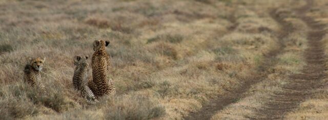 Drie Cheeta's uitkijkend over de savanne