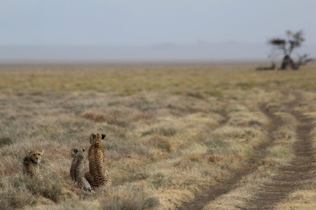 Drie Cheeta's uitkijkend over de savanne