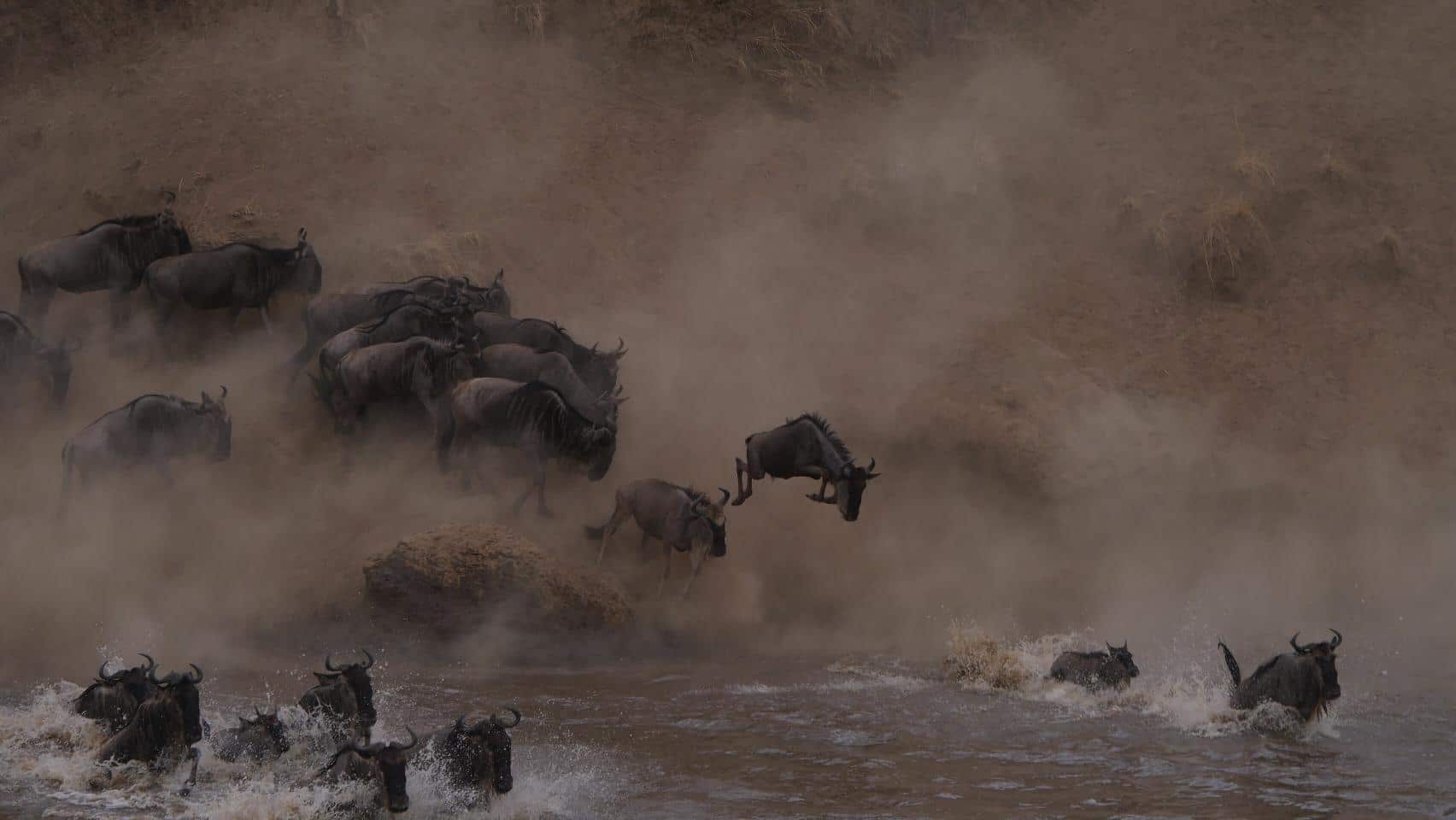 Tijdens een safari in Tanzania op zoek naar de grote migratie. Grote groepen gnoes die de Mara rivier inspringen en op de voorgrond zwemmen. Veel stof en opspattend water. De grote trek van gnoes is een van de grootste hoogtepunten om mee te maken op je rondreis door Tanzania