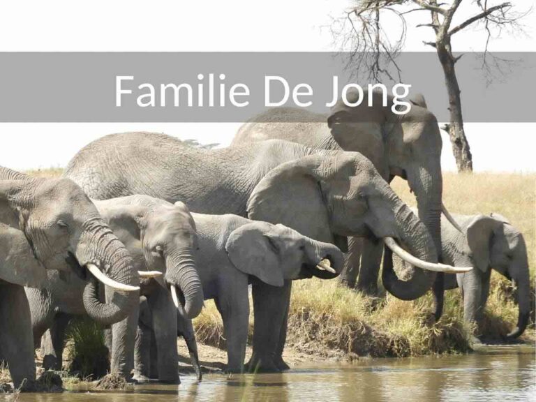 Rondreis Tanzania meerdere families en oma. Drinkende olifanten bij een waterpoel