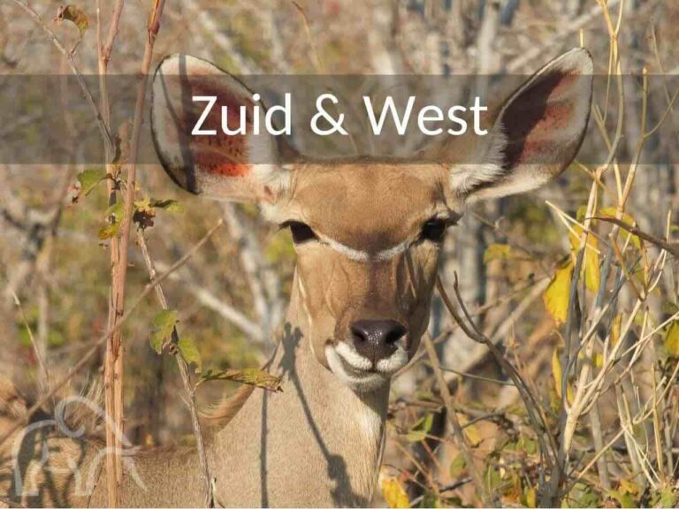 close up van hoofd van kudu die recht in de lens kijkt van de camera in Ruaha National Park Tanzania