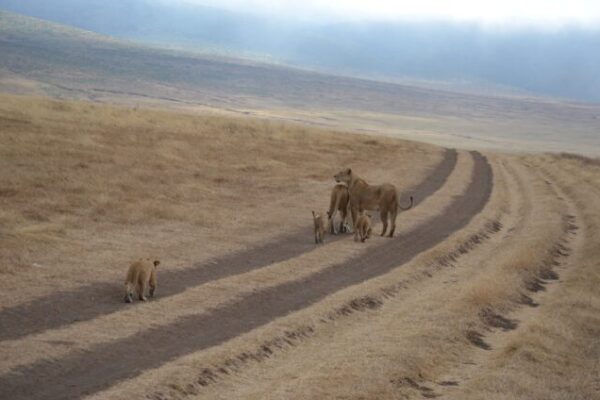 twee volwassen vrouwtjes leeuwen met drie welpjes Serengeti tanzania