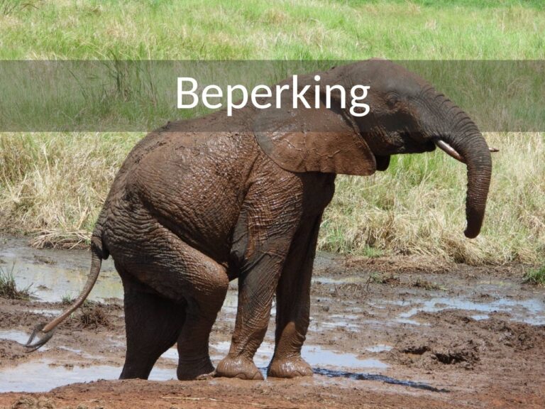 olifant die vanuit een modderbad omhoog klimt