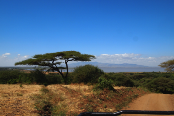 Uitzicht op een acacia boom in de vorm van een paraplu op de Serengeti Tanzania