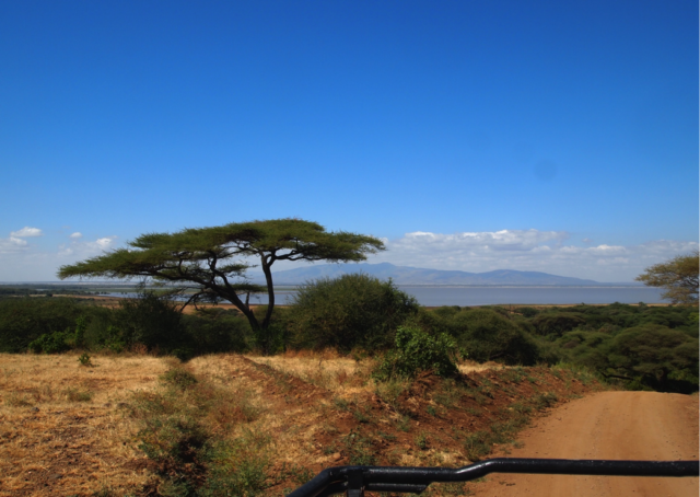 Uitzicht op een acacia boom in de vorm van een paraplu op de Serengeti Tanzania