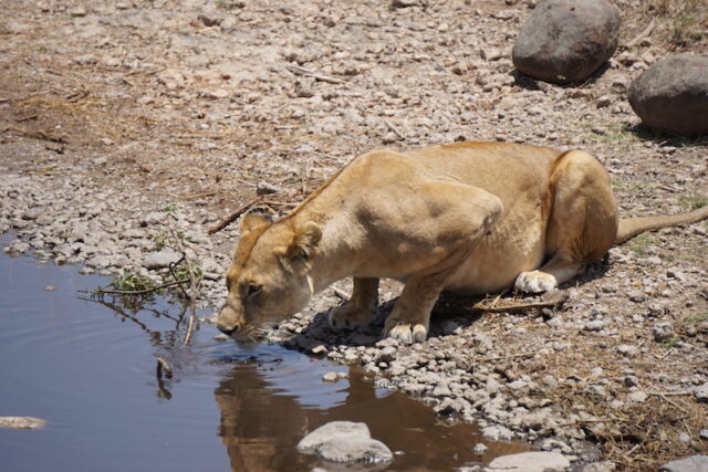 drinkende leeuwin bij waterpool op de serengeti bij een rondreis door tanzania