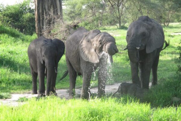 drie drinkende olifanten met een kleintje liggend in het gras in een groen tarangire tanzania