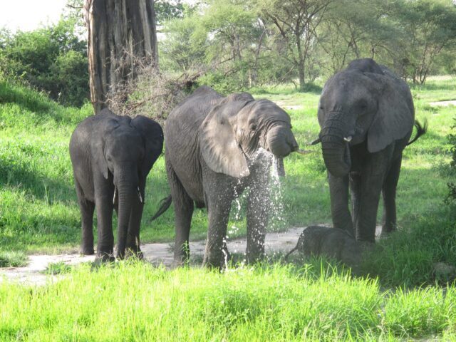 drie drinkende olifanten met een kleintje liggend in het gras in een groen tarangire tanzania