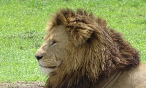 hoofd van mannetjes leeuw dichtbij met lange manen rondreis door tanzania