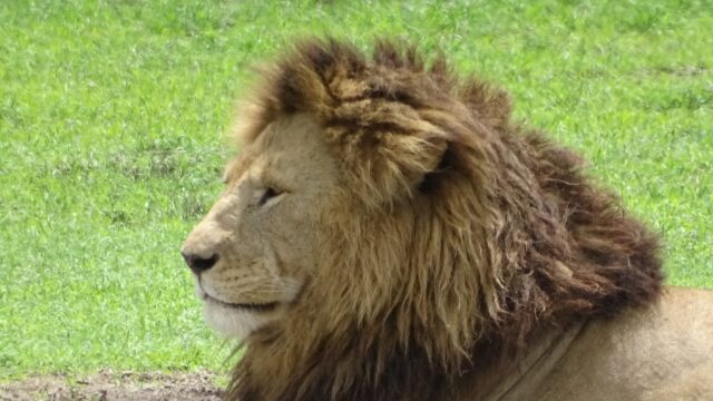 hoofd van mannetjes leeuw dichtbij met lange manen rondreis door tanzania