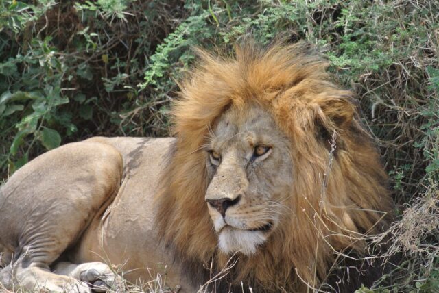 beetje boos kijkend mannetjes leeuw met gouden manen serengeti