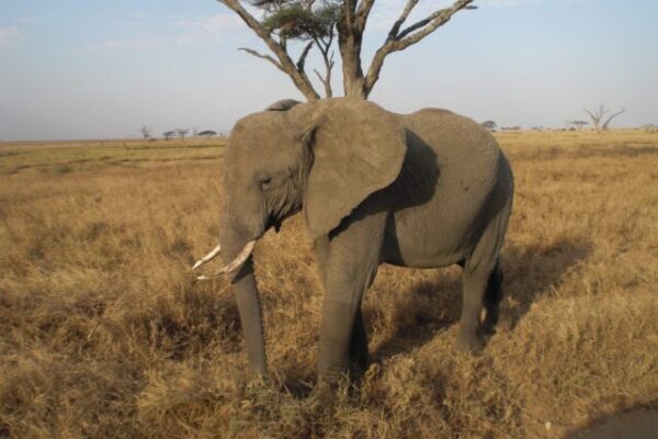 Olifant op hele korte afstand op de serengeti jubileumreis 25 jaar getrouwd tanzania