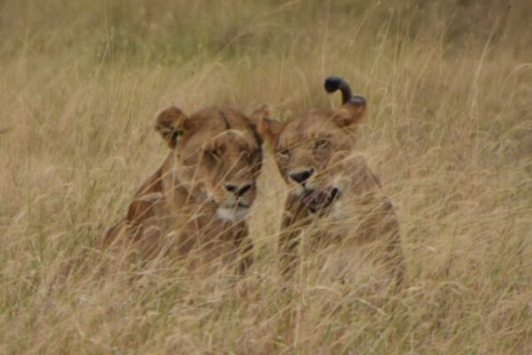 twee vrouwtjes leeuwen die elkaar kopjes geven op de serengeti in het goudgele gras familie safari oudere kinderen