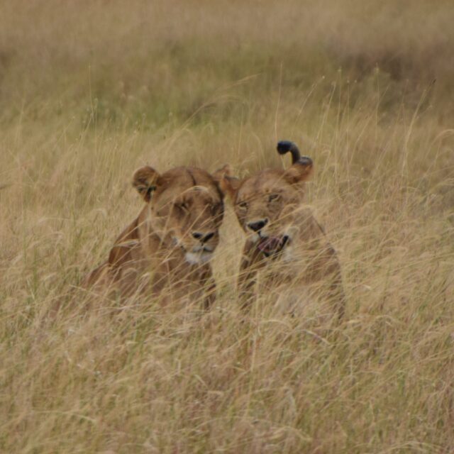 twee vrouwtjes leeuwen die elkaar kopjes geven op de serengeti in het goudgele gras familie safari oudere kinderen