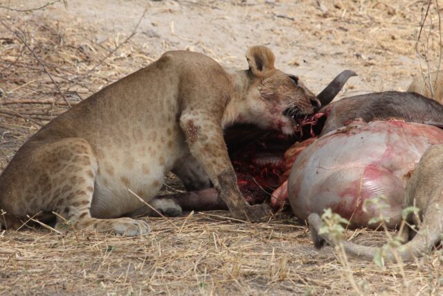 Onsmakkelijke foto van een etende leeuw die een gnoe oppeuzelt