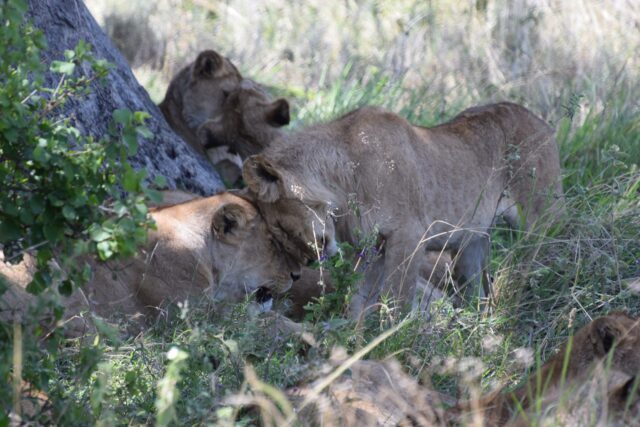 vier kopjes gevende vrouwtjes leeuwen op de serengeti tanzania